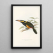 Une monografia des Ramphastidae ou famiglia des toucans Pl23 - John Gould — quadro incorniciato alla parete