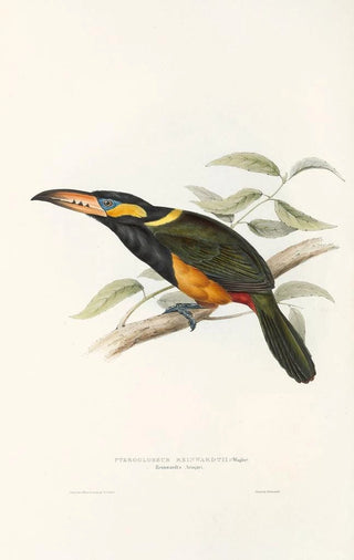 John Gould - A monograph of the Ramphastidae or family of toucans Pl23.webp