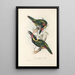 Une monografia des Ramphastidae ou famiglia des toucans Pl24 - John Gould — quadro incorniciato alla parete