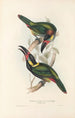 Une monografia des Ramphastidae ou famiglia des toucans Pl24 - John Gould — vista dell’opera