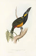 Une monografia dei Ramphastidae o famiglia dei tucani Pl25 - John Gould — vista dell’opera