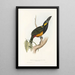 Une monografia dei Ramphastidae o famiglia dei tucani Pl25 - John Gould — quadro incorniciato alla parete
