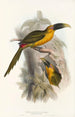 Une monografia des Ramphastidae ou famiglia des toucans Pl28 - John Gould — vista dell’opera