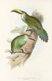 Une monografia dei Ramphastidae o famiglia dei tucani Pl29 - John Gould | Reproduction — vista dell’opera