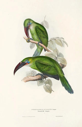 John Gould - A monograph of the Ramphastidae or family of toucans Pl31.webp