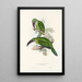 Une monografia dei Ramphastidae o famiglia dei tucani Pl31 - John Gould | Reproduction — quadro incorniciato alla parete