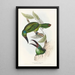 Une monografia dei Ramphastidae o famiglia dei tucani Pl32 - John Gould — quadro incorniciato alla parete