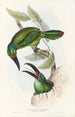 Une monografia dei Ramphastidae o famiglia dei tucani Pl32 - John Gould — vista dell’opera