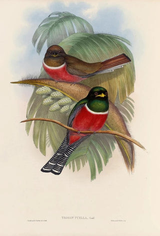 John Gould - A monograph of the Trogonidae or family of trogons Pl05.webp