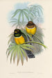 Une monografia des Trogonidae ou famiglia des trogons Pl06 - John Gould — vista dell’opera