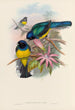 Une monografia dei Trogonidae o famiglia dei trogoni Pl08 - John Gould | Reproduction — vista dell’opera