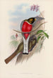 Une monografia dei Trogonidae o famiglia dei trogoni Pl11 - John Gould | Reproduction — vista dell’opera