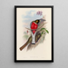 Une monografia dei Trogonidae o famiglia dei trogoni Pl11 - John Gould | Reproduction — quadro incorniciato alla parete
