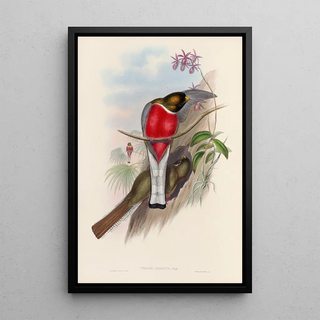 John Gould - A monograph of the Trogonidae or family of trogons Pl11.webp