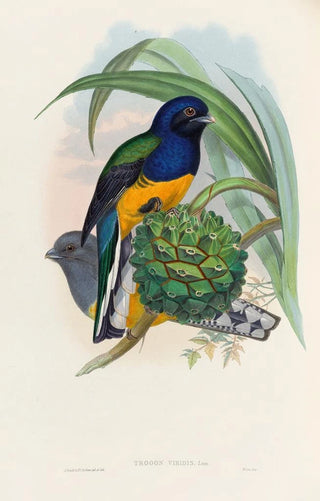 John Gould - A monograph of the Trogonidae or family of trogons Pl19.webp