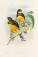 Une monografia dei Trogonidae o famiglia dei trogoni Pl25 - John Gould | Reproduction — vista dell’opera