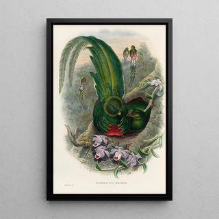 John Gould - A monograph of the Trogonidae or family of trogons Pl27.webp