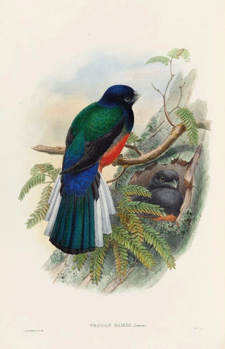 John Gould - A monograph of the Trogonidae or family of trogons Pl31.webp