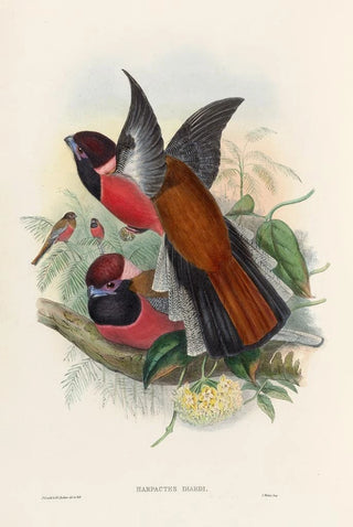 John Gould - A monograph of the Trogonidae or family of trogons Pl34.webp