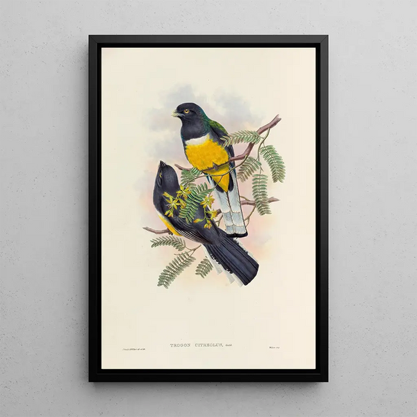 John Gould - A monograph of the Trogonidae or family of trogons Pl45.webp