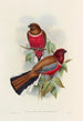 Une monografia dei Trogonidae o famiglia dei trogoni Pl47 - John Gould | Reproduction — vista dell’opera