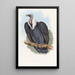 Vautour du Bengale - John Gould — quadro incorniciato alla parete