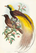 Oiseau de paradis Paradisea apoda - John Gould — vista dell’opera