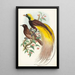 Oiseau de paradis Paradisea apoda - John Gould — quadro incorniciato alla parete