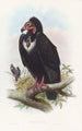 Vautour noir - John Gould — vista dell’opera