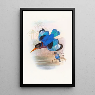 John Gould - Blueandwhite Kingfisher.webp