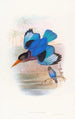 Martin-pêcheur blu e bianco - John Gould — vista dell’opera