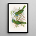 Nyctiornis à gorge bleue - John Gould — quadro incorniciato alla parete