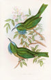 Nyctiornis à gorge bleue - John Gould — vista dell’opera