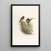 Hirondelle des bungalows - John Gould — quadro incorniciato alla parete