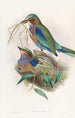 Rollier birman - John Gould — vista dell’opera