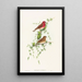 Carpodacus erythrinus - John Gould — quadro incorniciato alla parete
