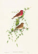 Carpodacus erythrinus - John Gould — vista dell’opera