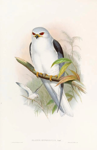 John Gould - Celebean Elanus.webp