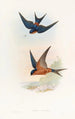 Hirondelle mosquée de Ceylan - John Gould — vista dell’opera