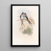 Hémiprocné couronné - John Gould — quadro incorniciato alla parete