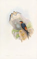 Hirondelle mosquée daurienne - John Gould — vista dell’opera
