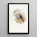 Hirondelle mosquée daurienne - John Gould — quadro incorniciato alla parete