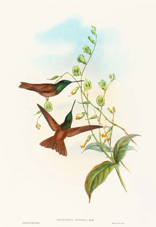 John Gould - Diphogena aurora.webp