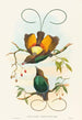 Diphyllodes chrysoptera - John Gould — vista dell’opera