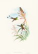 Discura longicauda - John Gould — vista dell’opera