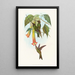 Docimastes ensiferus - John Gould — quadro incorniciato alla parete