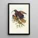 Drepanornis albertisi - John Gould — quadro incorniciato alla parete
