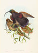 Drepanornis albertisi - John Gould — vista dell’opera