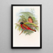 Trogon de Duvaucel - John Gould — quadro incorniciato alla parete