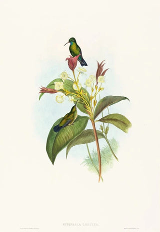 John Gould - Eucephala caerulea.webp